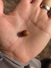 Quercus phillyreoides