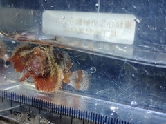 Scorpaenidae