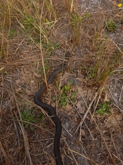 Notechis scutatus occidentalis