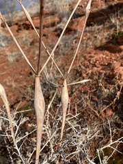 Eriogonum inflatum