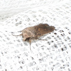 Proteuxoa hypochalchis