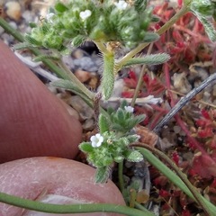 Eremocarya micrantha