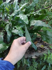 Leptochilus wrightii