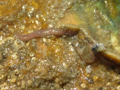 Baseodiscus delineatus
