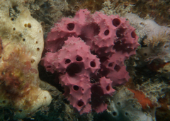 Aplysilla rosea