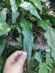 Leptochilus wrightii