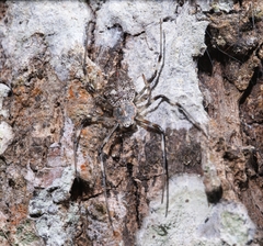 Herennia multipuncta