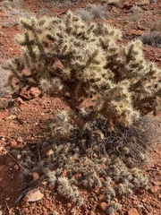Cylindropuntia echinocarpa