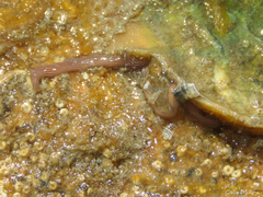 Baseodiscus delineatus