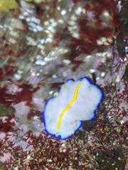 Pseudoceros galatheensis