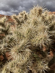 Cylindropuntia echinocarpa