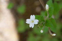 Epilobium pubens