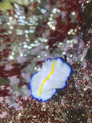 Pseudoceros galatheensis