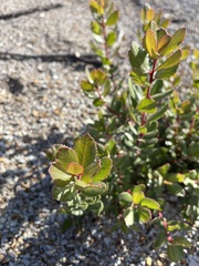 Arctostaphylos sensitiva