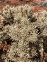Cylindropuntia echinocarpa