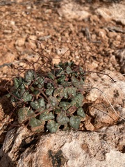 Eriogonum inflatum