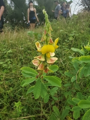 Crotalaria retusa