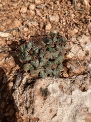 Eriogonum inflatum