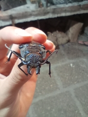 Mallodon spinibarbis