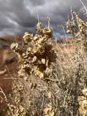 Atriplex canescens