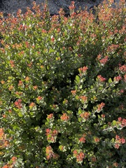 Arctostaphylos sensitiva