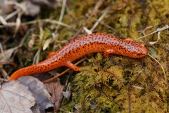 Pseudotriton ruber ruber