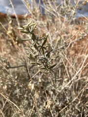 Atriplex canescens