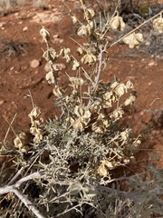 Atriplex canescens
