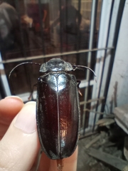 Mallodon spinibarbis