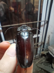 Mallodon spinibarbis