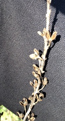 Asphodelus