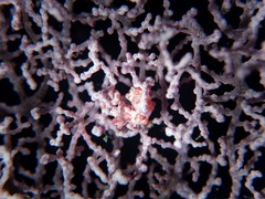 Hippocampus bargibanti