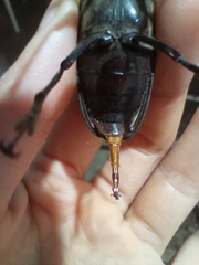 Mallodon spinibarbis