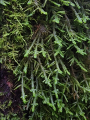 Neckera douglasii