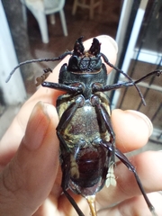 Mallodon spinibarbis