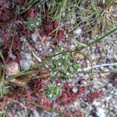 Eremocarya micrantha