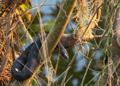 Nerodia fasciata pictiventris