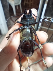 Mallodon spinibarbis