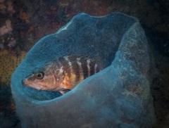 Hypoplectrodes huntii