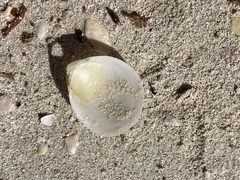 Laevicardium serratum