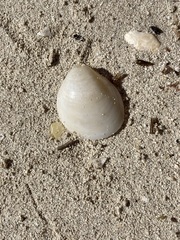 Laevicardium serratum