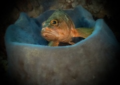 Hypoplectrodes huntii