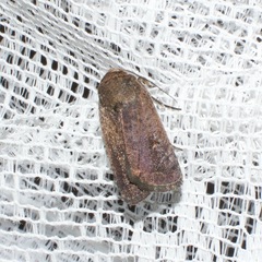 Proteuxoa hypochalchis