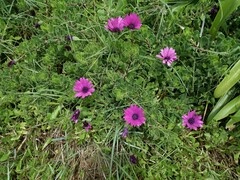 Dimorphotheca jucunda