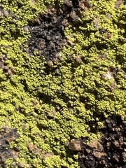 Acarosporaceae