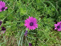 Dimorphotheca jucunda