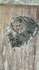 Metapolybia