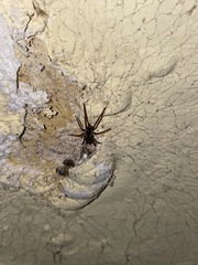 Kukulcania hibernalis