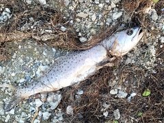 Cynoscion nebulosus