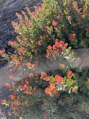 Arctostaphylos sensitiva